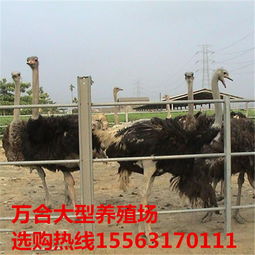 鴕鳥養(yǎng)殖與優(yōu)質(zhì)商品鴕鳥供應(yīng)指南
