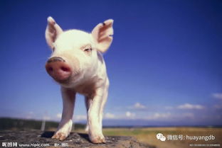 什么是健康養(yǎng)殖 動(dòng)物飼養(yǎng)的現(xiàn)代理念與核心實(shí)踐