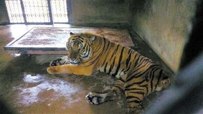 動(dòng)物兇猛 盤點(diǎn)國(guó)內(nèi)動(dòng)物園傷人慘案與動(dòng)物飼養(yǎng)的責(zé)任