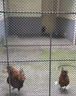 另類出圈!這家動(dòng)物園養(yǎng)