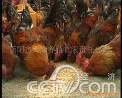 簡陽市大眾養(yǎng)殖有限責任公司 動物種苗產(chǎn)品矩陣與科學飼養(yǎng)體系